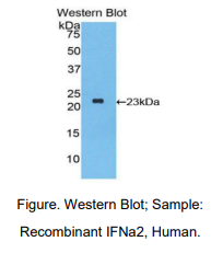 人干扰素α2(IFNa2)多克隆抗体