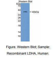 人乳酸脱氢酶A(LDHA)多克隆抗体