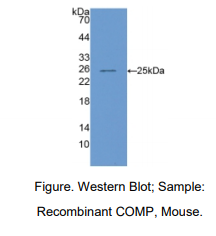 https://msimg.bioon.com/bionline/goods-no-pic.png