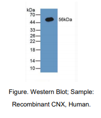 人钙联蛋白(CNX)多克隆抗体