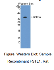 大鼠卵泡抑素样蛋白1(FSTL1)多克隆抗体