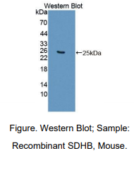 小鼠琥珀酸脱氢酶复合体B亚基(SDHB)多克隆抗体