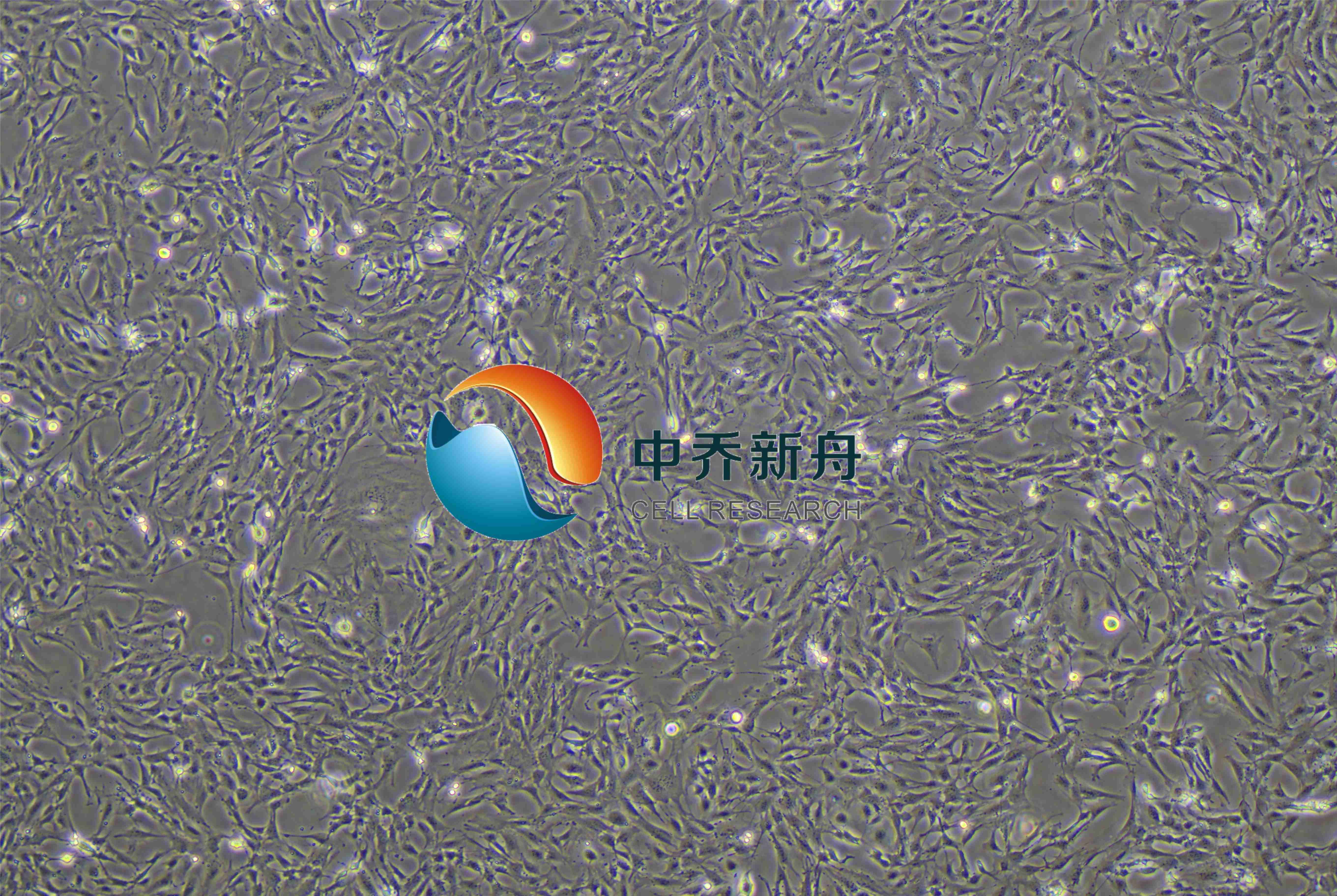 小鼠心肌成纤维细胞-永生化
