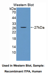 人肌苷三磷酸酶(ITPA)多克隆抗体