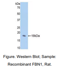 大鼠肌原纤蛋白1(FBN1)多克隆抗体