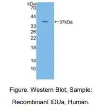 https://msimg.bioon.com/bionline/goods-no-pic.png