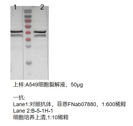 默信息调节因子 2 同源蛋白 2  单克隆抗体