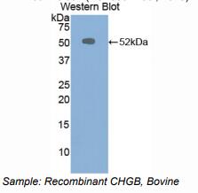 牛嗜铬蛋白B(CHGB)多克隆抗体