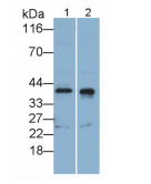 人跨膜蛋白173(TMEM173)多克隆抗体