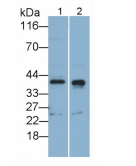 https://msimg.bioon.com/bionline/goods-no-pic.png