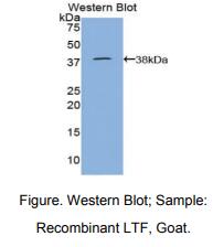山羊乳铁传递蛋白(LTF)多克隆抗体