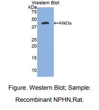 大鼠肾足蛋白(NPHN)多克隆抗体