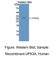 人尿溶蛋白3A(UPK3A)多克隆抗体