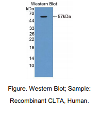 人轻肽网格蛋白A(CLTA)多克隆抗体