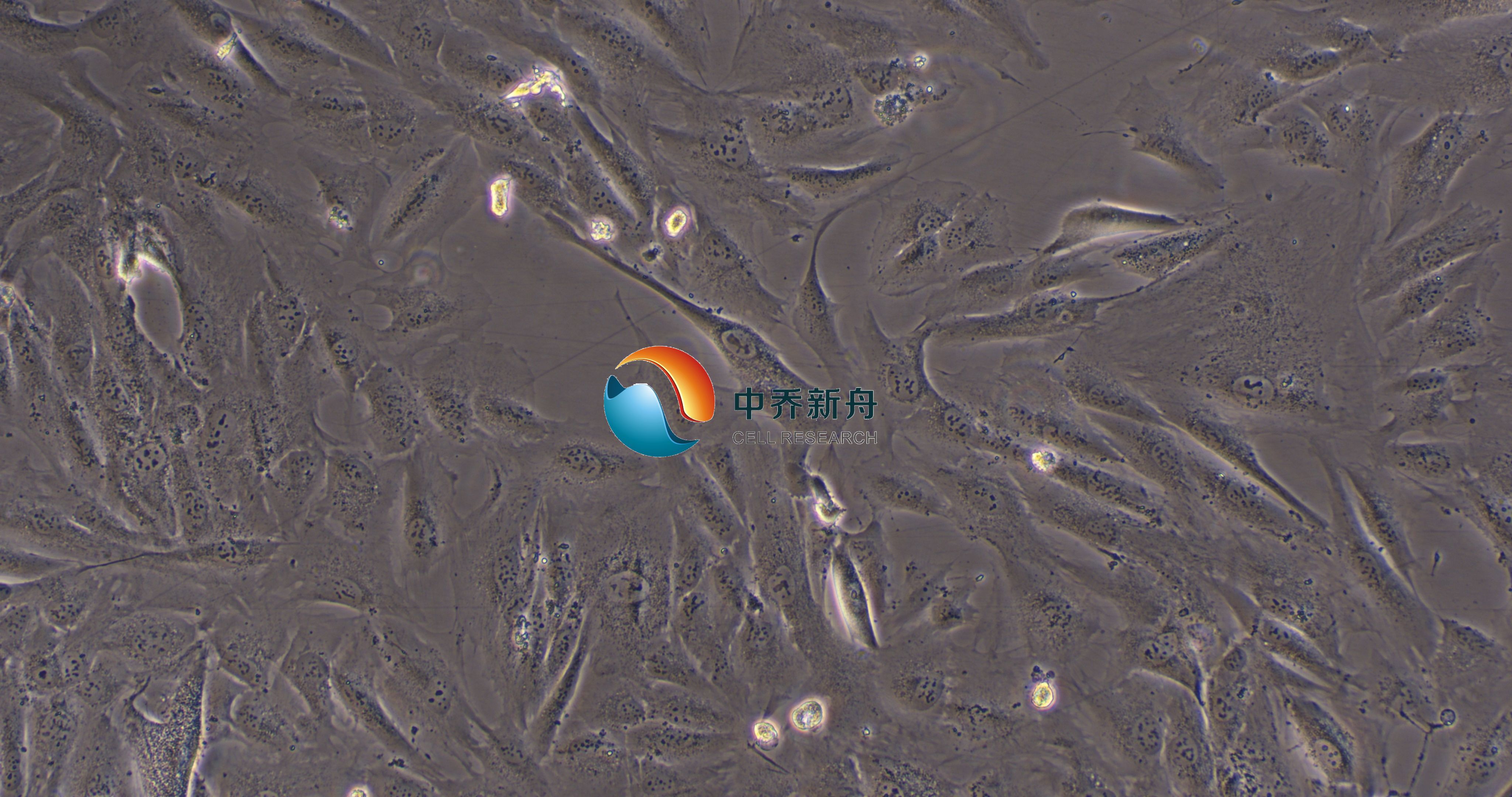 人视网膜周细胞-永生化