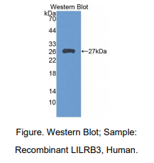 人白细胞免疫球蛋白样受体亚家族B成员3(LILRB3)多克隆抗体