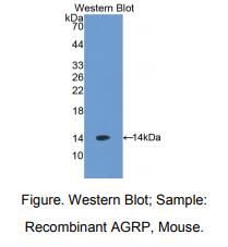 小鼠野鼠色基因相关蛋白(AGRP)多克隆抗体