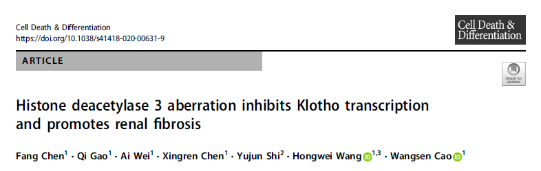 Cell Death Differ：HDAC3异常表达抑制Klotho的转录促进肾纤维化的发生发展