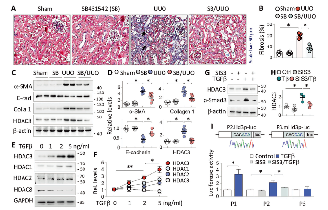 Cell Death Differ Hdac3异常表达抑制klotho的转录促进肾纤维化的发生发展 Medsci