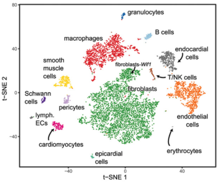 Circulation：单细胞RNA测序揭示<font color="red">心肌纤维化</font>和肥大的驱动细胞