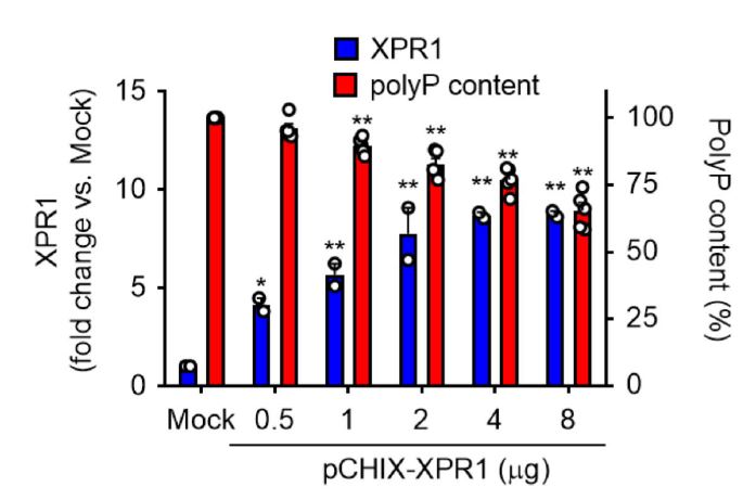 Blood：XPR1<font color="red">调控</font>血小板多聚磷酸盐的蓄积抑制血栓形成
