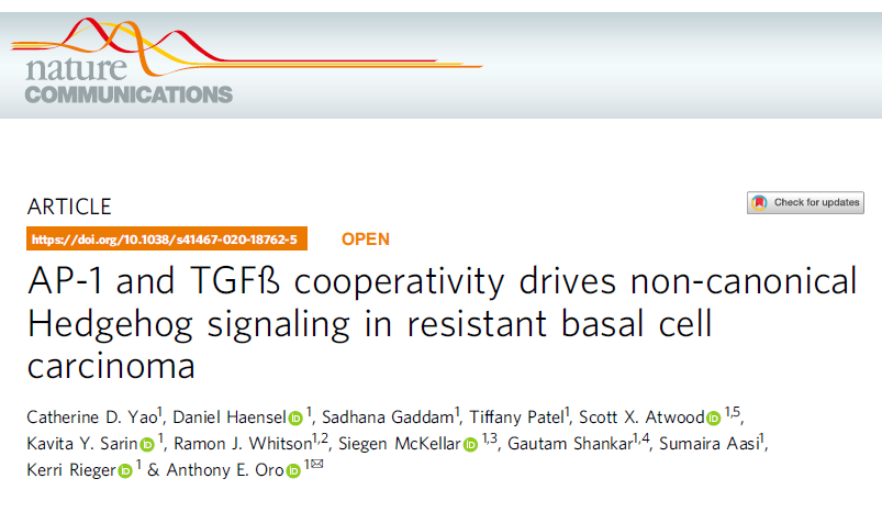 Nat Commun：AP-1和TGFβ协同介导非经典<font color="red">Hedgehog</font>信号转导通路诱导基底细胞癌的耐药性