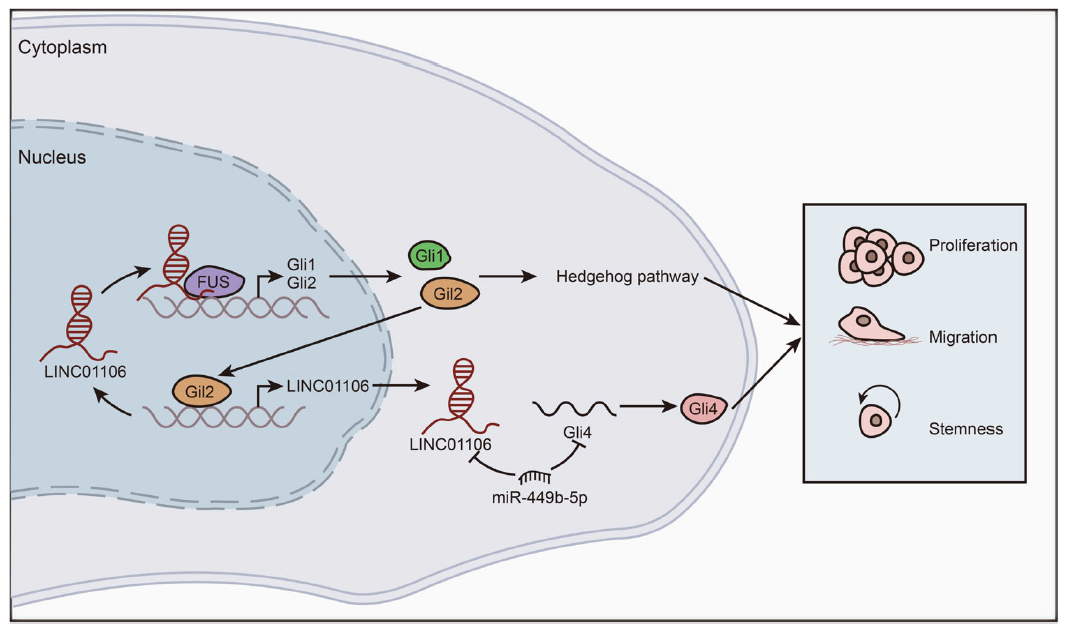 Cell Death Dis：LncRNA LINC01106<font color="red">通</font>过介导正反馈回路促进结直肠癌的发生发展