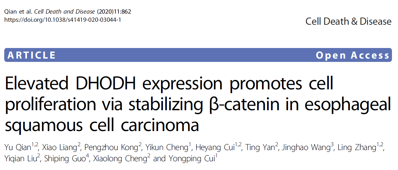 Cell Death Dis：高表达水平DHODH介导β-catenin的稳定促进食管鳞状细胞癌的发生发展