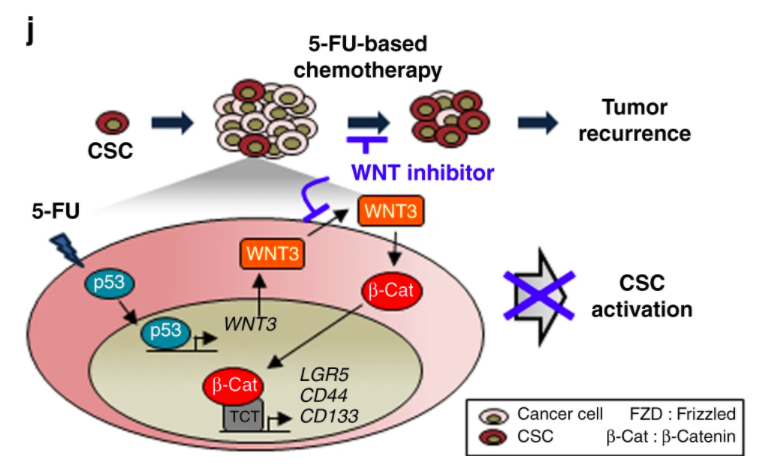 Nat Commun：5-FU激活WNT/β-<font color="red">catenin</font>通路，促进结直肠癌的干性