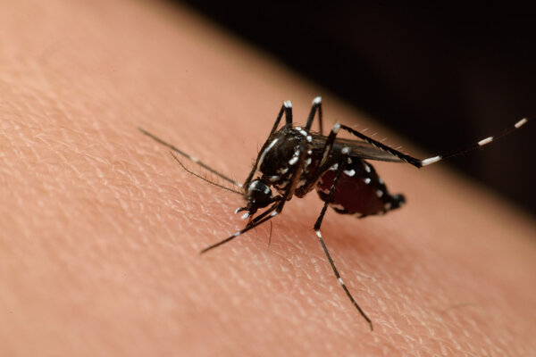 光污染会增加蚊子的<font color="red">夜间</font>叮咬行为，更易传播疾病！