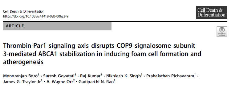 Cell Death Differ：凝血酶破坏ABCA1与CSN3相互作用诱导动脉粥样硬化的发生