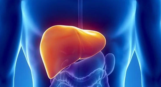 Hepatology: <font color="red">肝功能不全</font>患者缺乏肝再生蛋白会促进非酒精性脂肪性肝炎和纤维化的发生