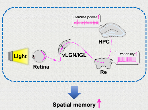 Neuron : 重大进展！暨南大学等多单位合作，任超然/李浩洪/苏国辉首次发现强光作用影响记忆的神经环路