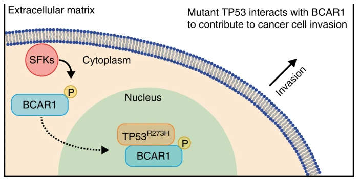 Br J Cancer：突变型TP53与<font color="red">BCAR</font>1相互作用促进癌细胞的侵袭