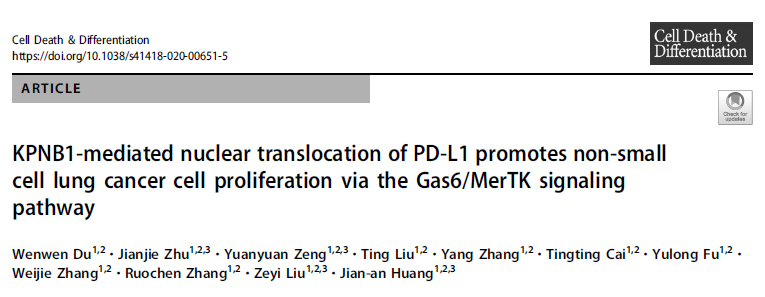 Cell Death Differ：KPNB1介导的PD-<font color="red">L</font>1核转运激活Gas6/MerTK信号通路促进非小细胞肺癌细胞增殖