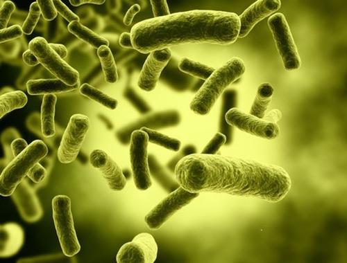 Dig Dis Sci：高危感染艰难梭菌老年人应该进行粪便微生物菌群移植减少疾病复发
