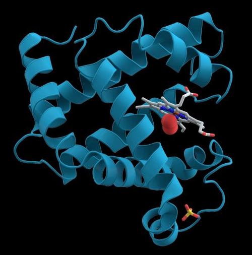 Dig Dis Sci：热休克蛋白27（HSP27）通过核因子-κB（NF-κB）通路调节肠道上皮细胞的炎症反应