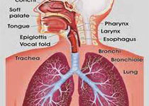 Eur Respir J：<font color="red">二氧化氮</font>增加特发性肺纤维化患者死亡风险