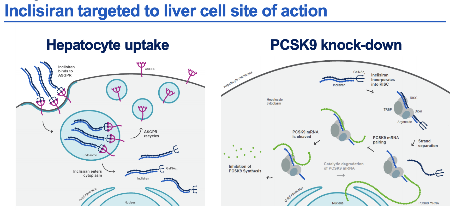 无论年龄和性别，诺华靶向PCSK9的siRNA疗法均可在17个月内持续有效降低LDL-C