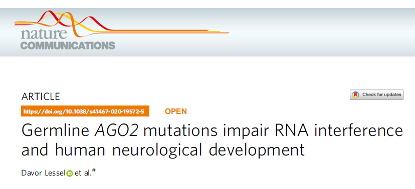 Nat Commun：AGO2突变影响<font color="red">RNA</font><font color="red">干扰</font>和人类神经发育