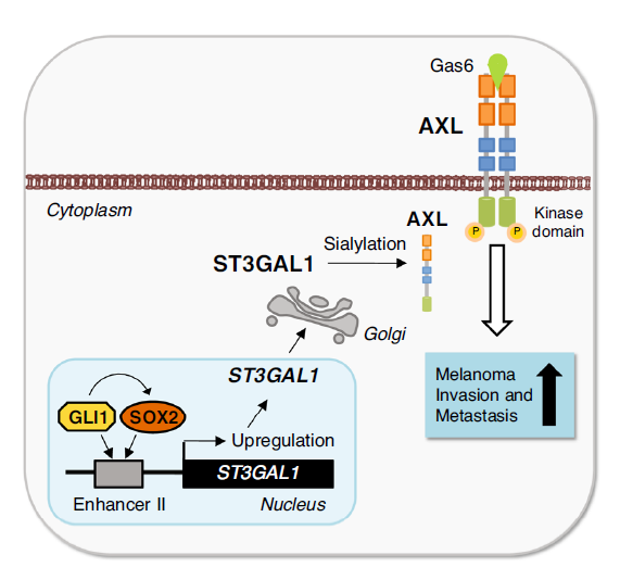 Nat Commun：SOX2/GLI1-ST3GAL1-AXL通路促进黑色素瘤的<font color="red">转移</font>