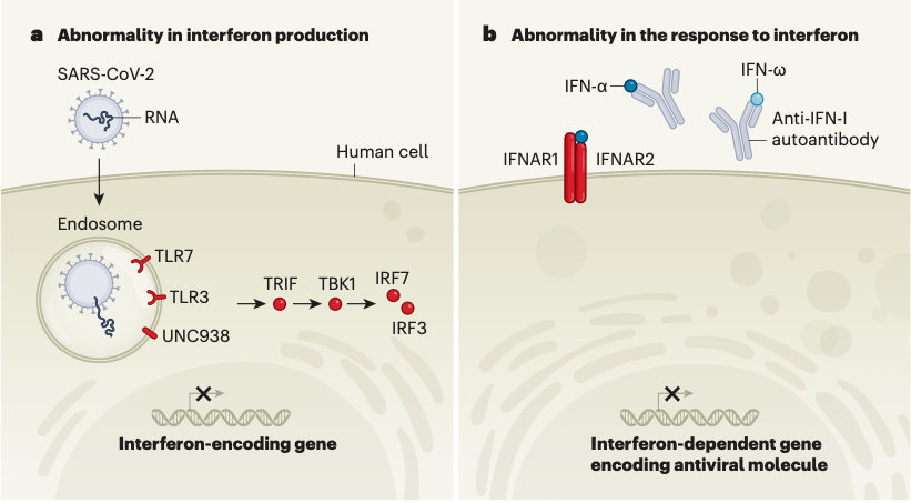 NATURE：<font color="red">干扰素</font>缺乏可导致严重COVID