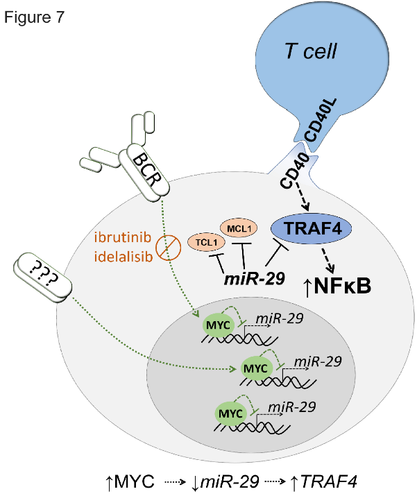 Blood：miR-29通过TRAF4调控CLL微环境中的CD40信号