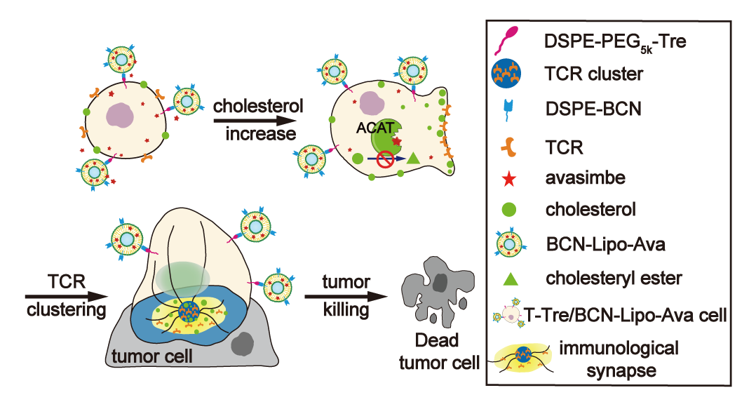 STM：提高实体瘤治疗效果，中<font color="red">国药</font>科大学张灿团队开发出T细胞表面锚定技术
