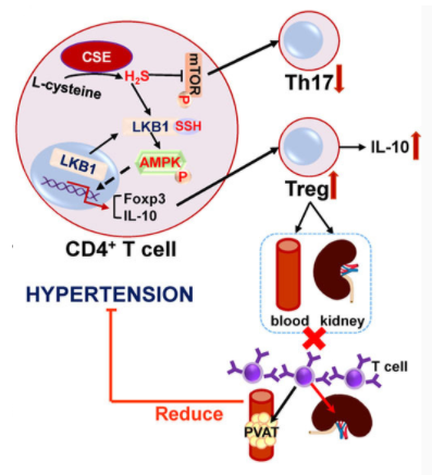 Circulation：T细胞内源性生成的硫化氢通过硫化肝激酶B1缓解高血压