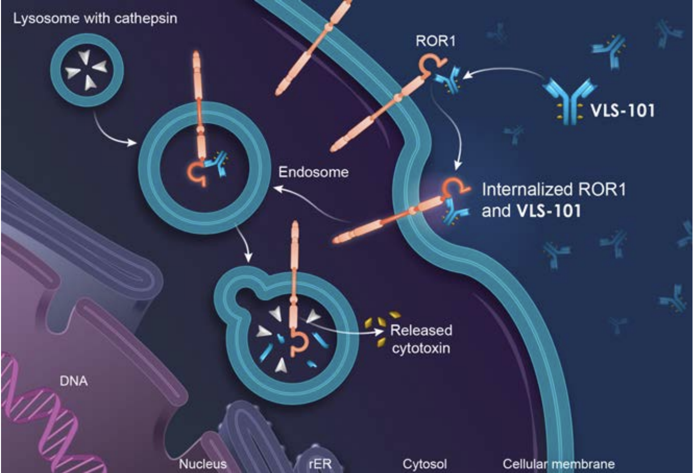 默克27.5亿美元收购VelosBio，获得靶向ROR1的抗体-药物偶联物（ADC）