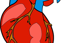 JAHA：循环血管细胞粘附分子-1与心力衰竭<font color="red">的</font>关系