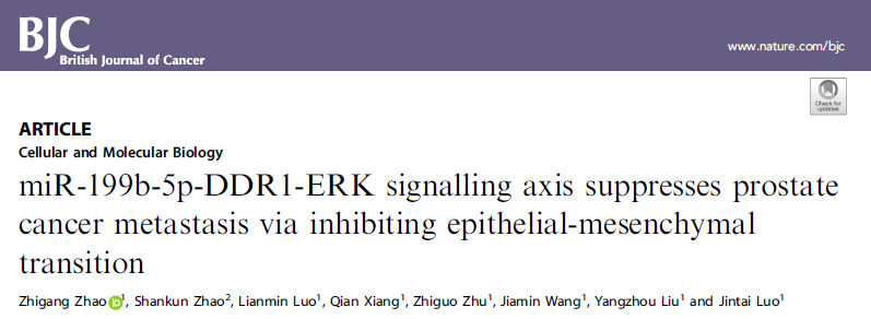 Br J Cancer：miR-199b-5p-DDR1-ERK信号通路介导EMT进程抑制前列腺癌的转移