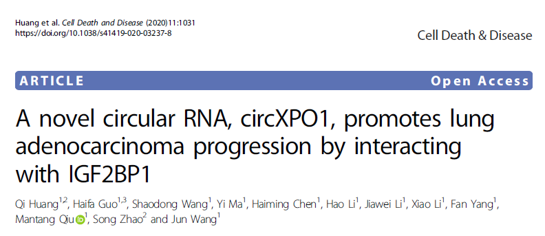 Cell Death Dis：新型环状RNA circXPO1促进肺腺癌的发生发展