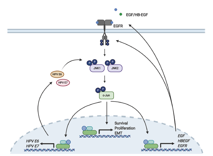 Cell Death Differ：HPV介导EGFR信号转导通路促进宫颈癌细胞的增殖
